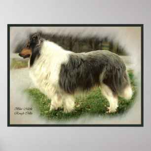 Poster Blue Merle Collie Art Imprimer