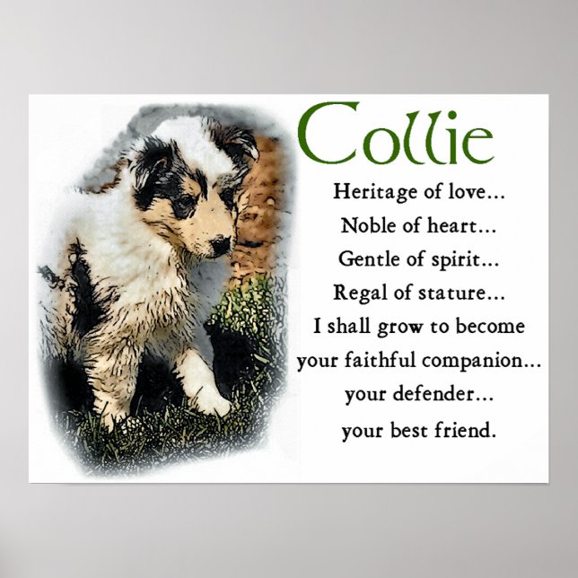 Poster Blue Merle Collie Cadeaux (Devant)