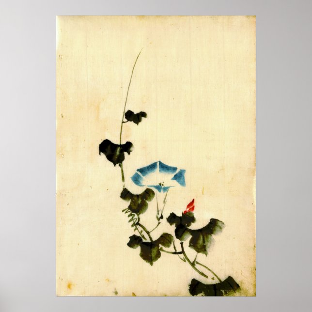 Poster Blue Morning Glory Vine 1840 (Devant)