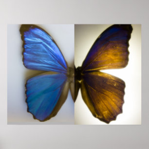 Poster Blue Morpho Butterfly both sides