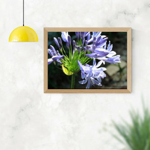 Poster Blue Nile Lilly Photo agrandissement