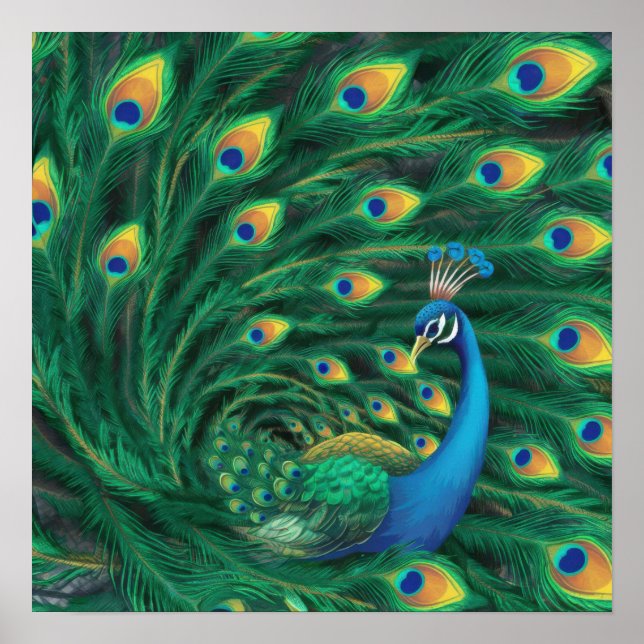 Poster Blue Peacock Bird (Devant)