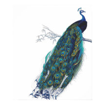 Blue Peacock with beautiful tail feathers