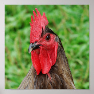 Poster Blue Rooster