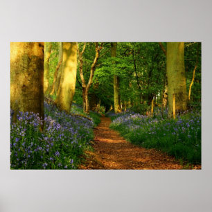 Poster Bluebell Woods