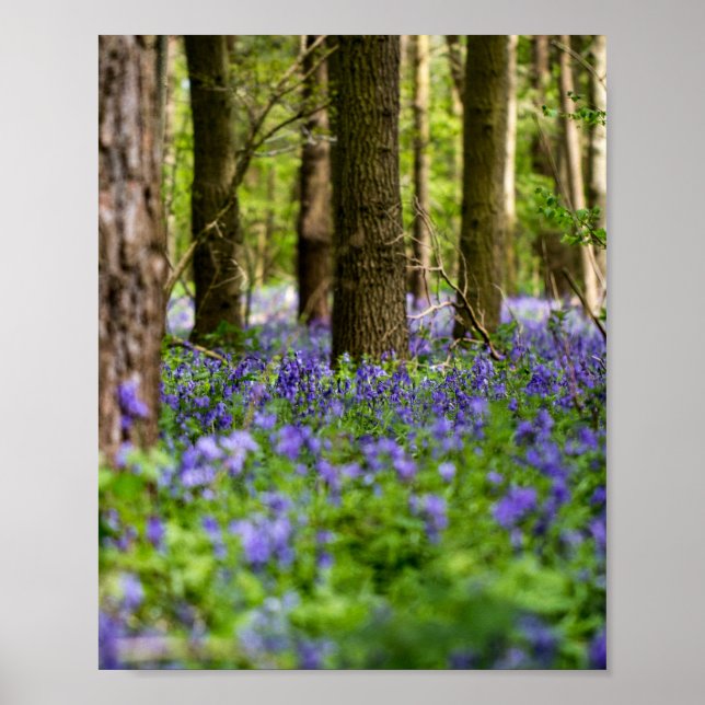 Poster Bluebell Woods (Devant)