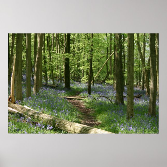 Poster Bluebell Woods (Devant)