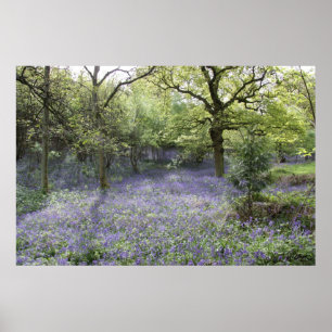 Poster Bluebell Woods II