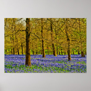 Poster Bluebell Woods Spring Flowers Grays Court