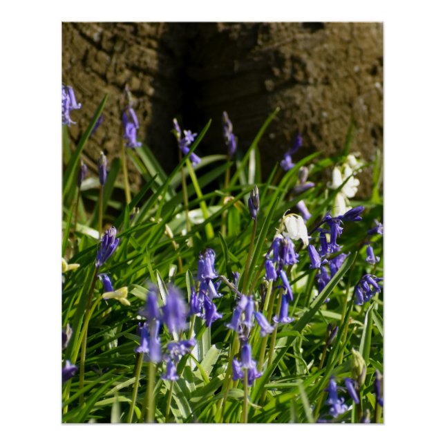 Poster Bluebells (Devant)