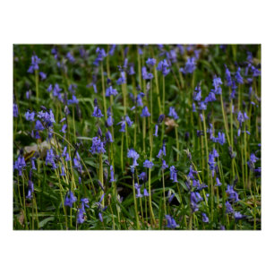 Poster Bluebells