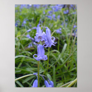 Poster Bluebells anglais