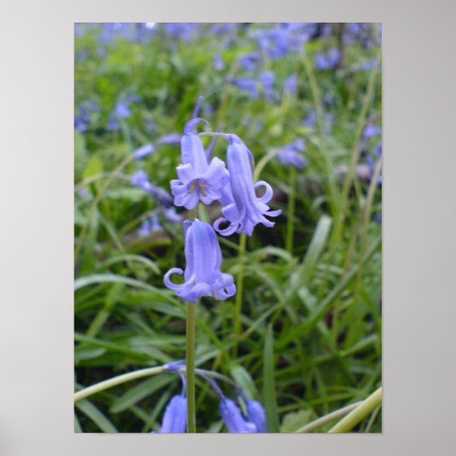 Poster Bluebells anglais (Devant)