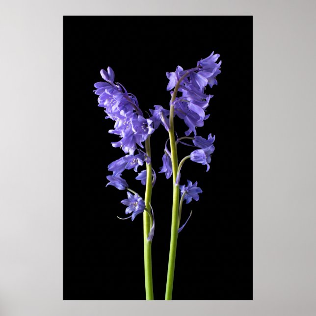 Poster Bluebells, De la forêt même que j'ai créé! (Devant)