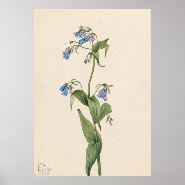Poster Bluebells de l'Ouest (Mertensia paniculata) (Devant)