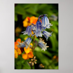 Poster Bluebells Fleurs de printemps Bluebell Hyacinthoid