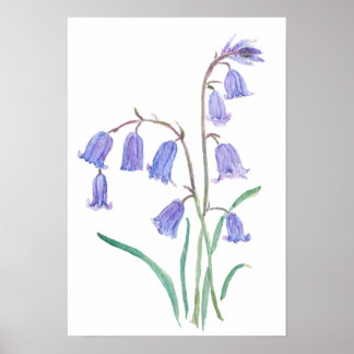 Poster bluebells flowers   watercolour flowers 