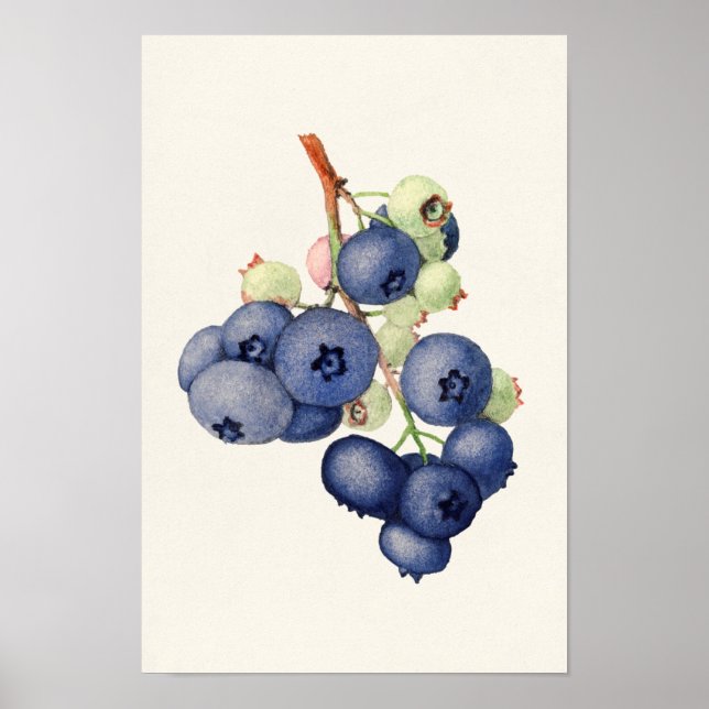 Poster Blueberries (Vaccinium Corymbosum) Peinture aux fr (Devant)