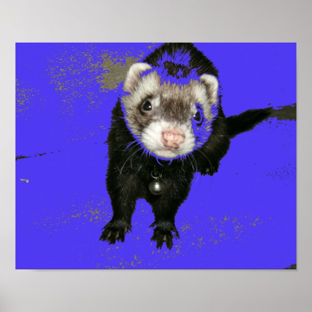 Poster Blueberry Jam Ferret (Devant)