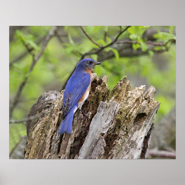 Poster Bluebird (Devant)
