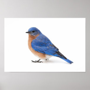 Poster Bluebird