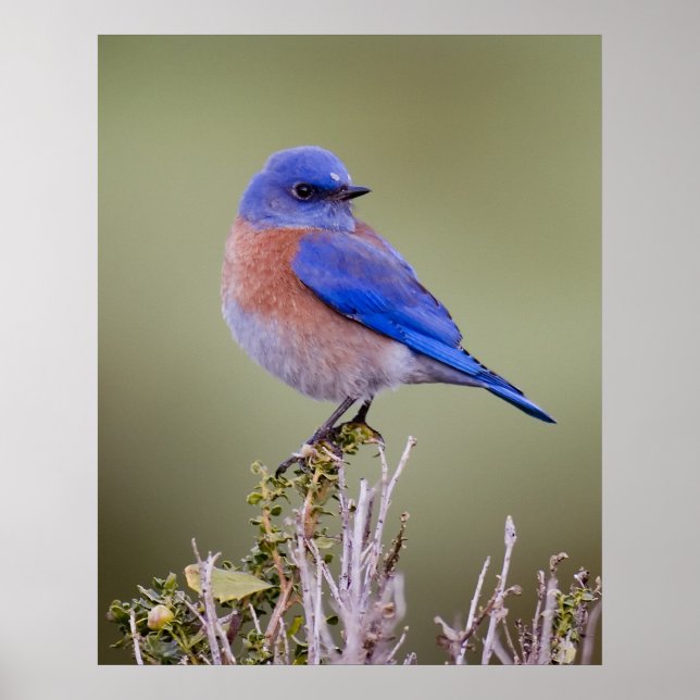 Poster Bluebird (Devant)