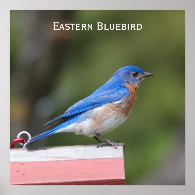 Poster Bluebird (Devant)