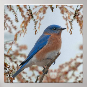 Poster Bluebird de bonheur