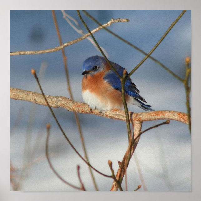 Poster Bluebird d'hiver (Devant)