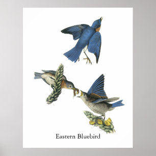 Poster Bluebird, John Audubon