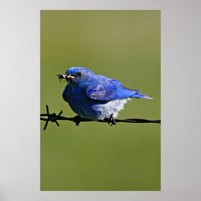 Poster Bluebird Occidental Homme avec des insectes (Devant)