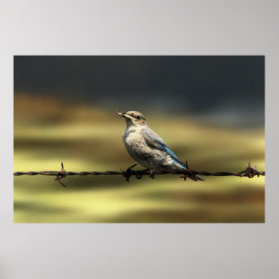 Poster Bluebird Occidentale avec des insectes