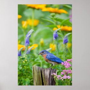 Poster Bluebird peins on fence post in flower garden