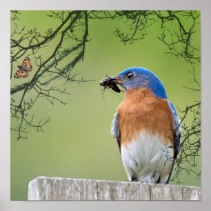 Poster Bluebird Provider