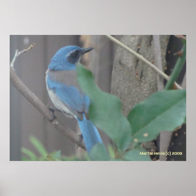 Poster Bluebird sur une branche (Devant)