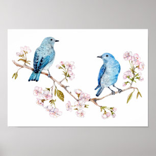 Poster Bluebirds de montagne sur la branche Sakura