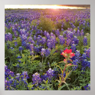 Poster Bluebonnet Sunset