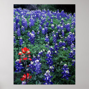 Poster Bluebonnets de Texas et pinceau indien