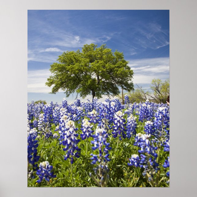 Poster Bluebonnets du Texas (lupinus texensis) et chêne (Devant)
