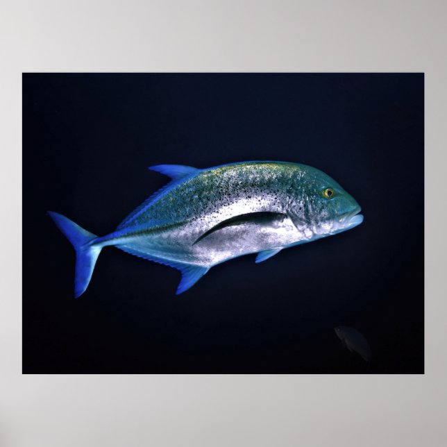 Poster Bluefin Trevally (Devant)