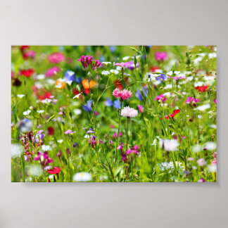 Poster Blumenwiese