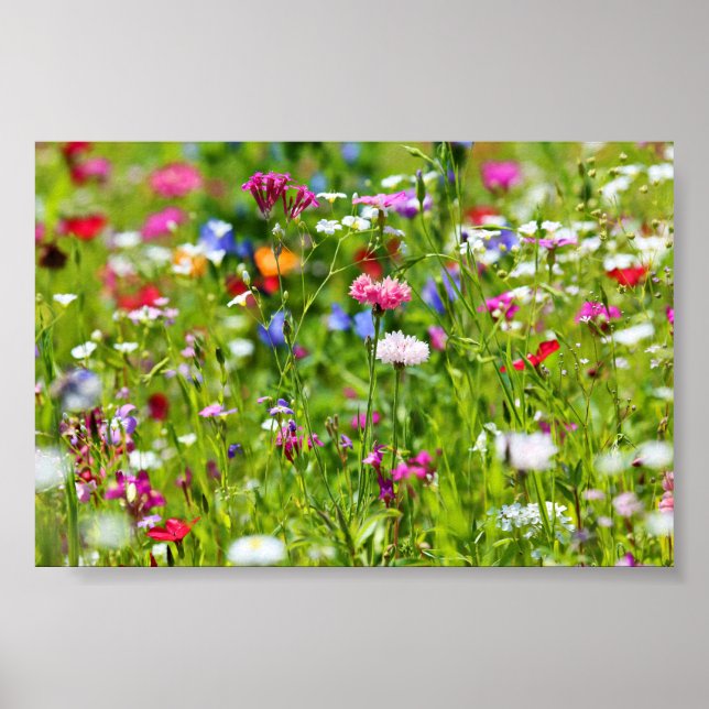 Poster Blumenwiese (Devant)