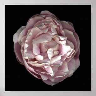 Poster Blush Peony
