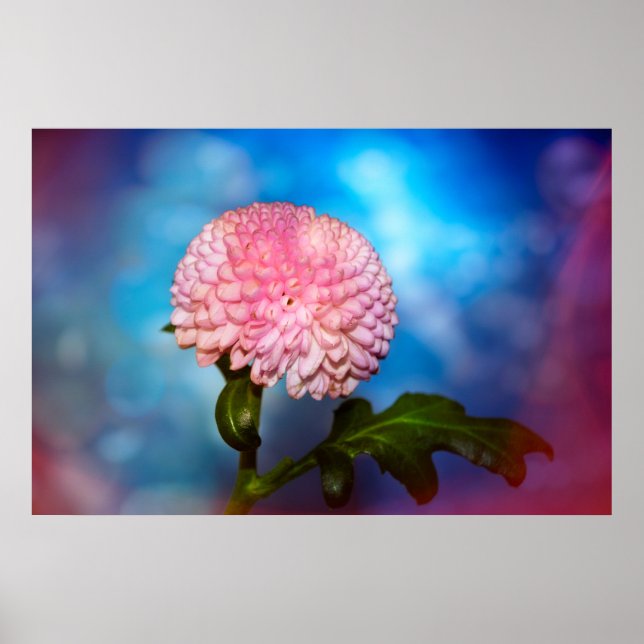 Poster Blütenzauber (Devant)