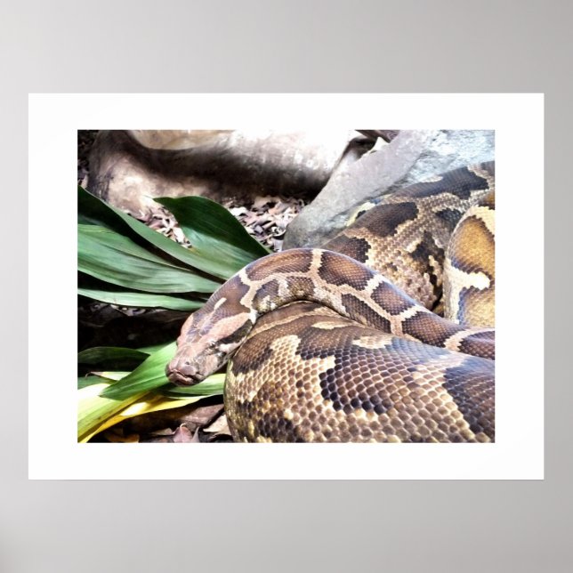 Poster Boa constrictor (Devant)
