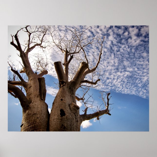 POSTER BOAB TREE (Devant)