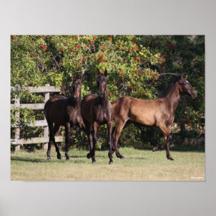 Poster Bob Langrish   3 Jeunes andalous debout