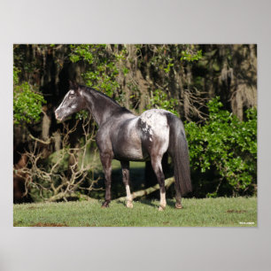 Poster Bob Langrish Appaloosa debout