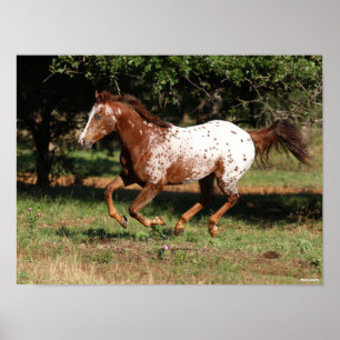 Poster Bob Langrish Appaloosa Horse Running