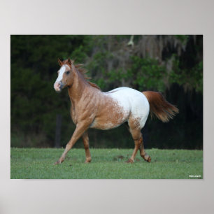 Poster Bob Langrish Appaloosa Horse Running